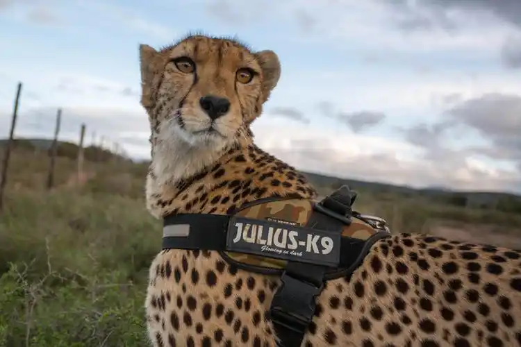 daniell cheetah project 03 tours