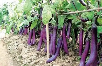 国内茄子栽培一般不搭架,但在国外,尤其是在日本,茄子搭架相当普遍.