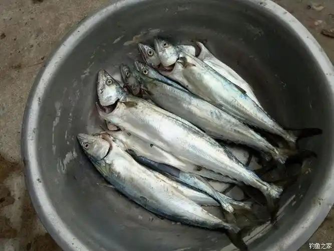 最近接连下雨,梭鱼口非常酸爽