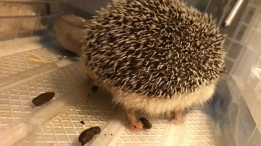 坐在屎上面吃饭的刺猬有这样的崽到底是爱它好呢还是恨它好呢?