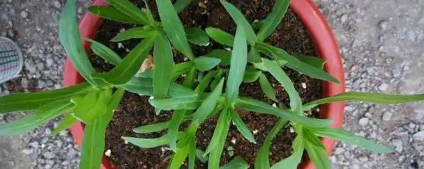 麦蓝菜和满天星幼苗的区别 麦蓝菜和满天星幼苗有何不一样 - 新知分享