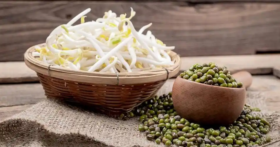 豆芽 bean sprouts (phaseolus aureus)