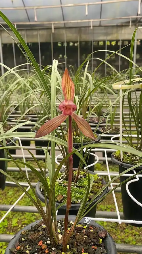 兰花春兰红草红花名品红宝石欣赏-度小视