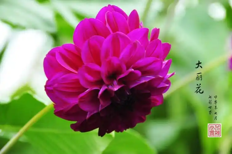 墨西哥国花:大丽花