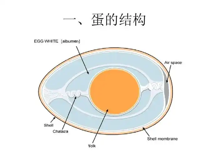 一,蛋的结构