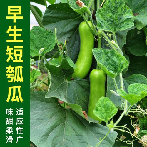 瓠子种子春季早丰短瓠夏季可清炒早蒲一号葫芦瓜早生高产瓠瓜种籽