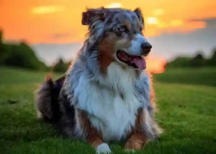 怎么让狗狗去厕所怎么让狗狗去外面拉屎再回来