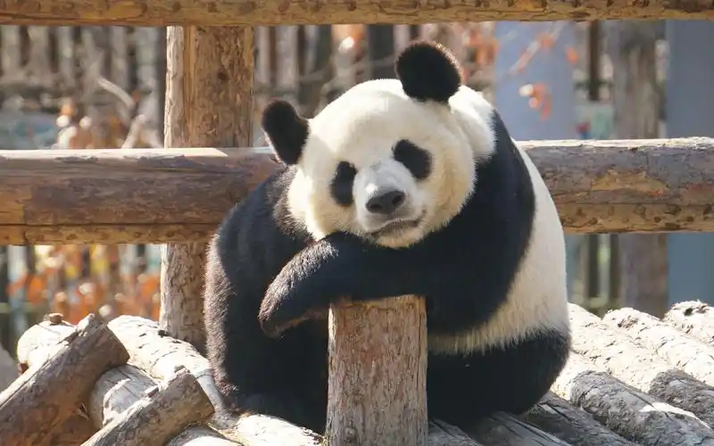 【大熊猫金虎】希望你们三个以后熊生顺遂,平安健康