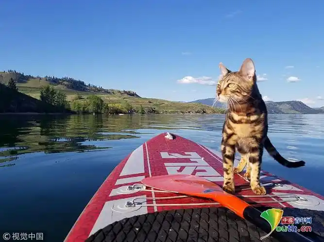 孟加拉猫爱水上运动 跟主人一起划船共赏美景超惬意