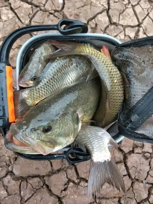 论坛 野钓渔获 开杆了,手杆钓鲈鱼成功了.