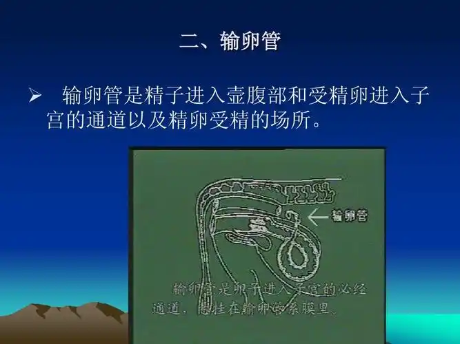 母牛的生殖生理ppt