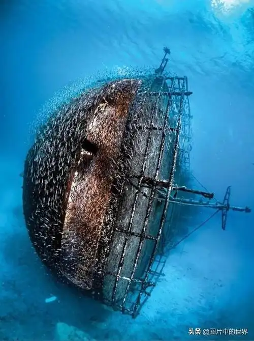 真实的深海恐惧症图片大全 - 冷求网