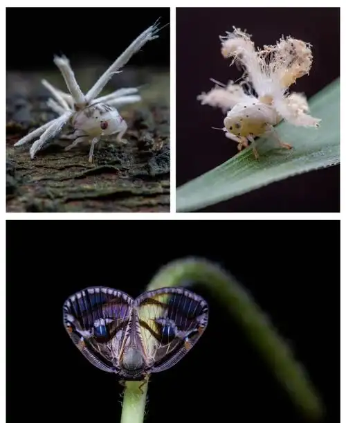 🐛微距探索:广翅蜡蝉的奇妙世界🌿