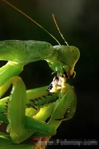 螳螂吃夫全记录