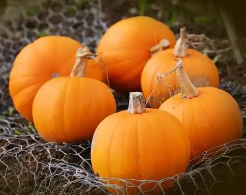 秋天到,南瓜俏,怎么吃?一看就知道!_小吾