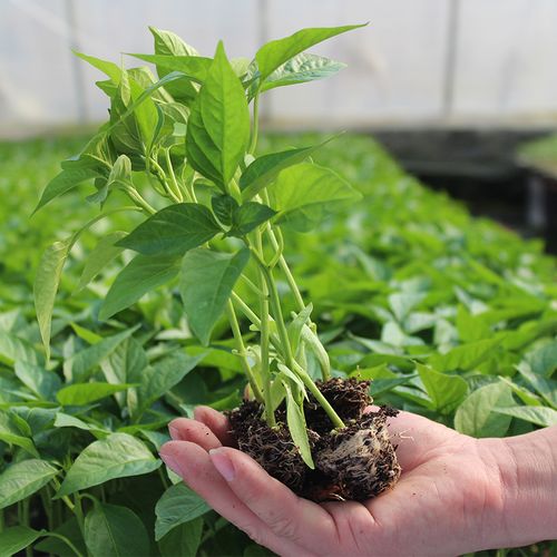 菜苗蔬菜辣椒西红柿番茄西瓜黄瓜秧苗圣女果四季家庭园艺种子