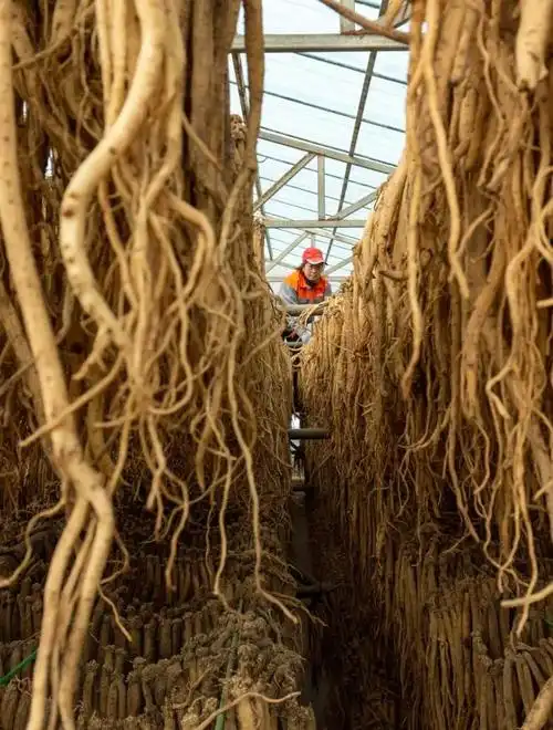 采收党参. 图/视觉中国