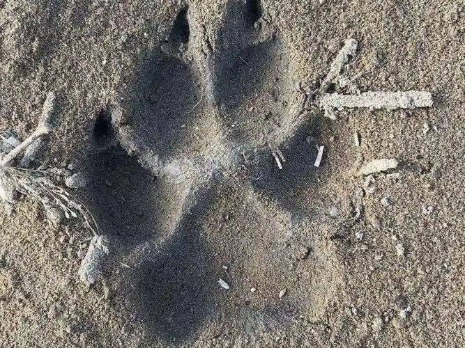 记者12日从黑龙江省齐齐哈尔市获悉,经专业技术人员通过对动物脚印和