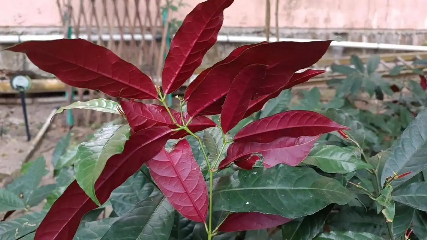 所以得名红背桂花.