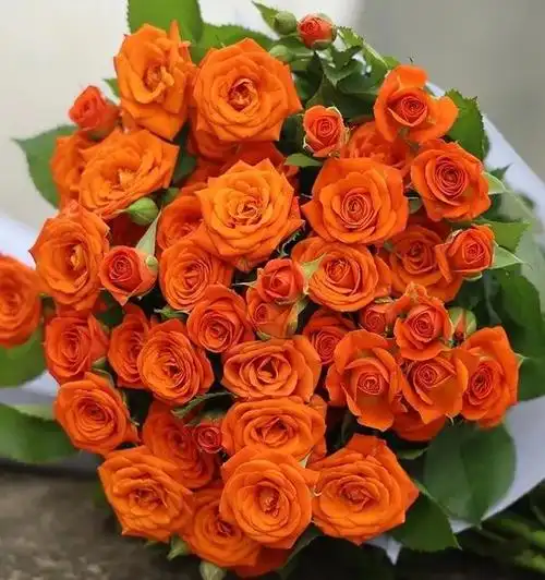 100种玫瑰之57多头玫橙色芭比
