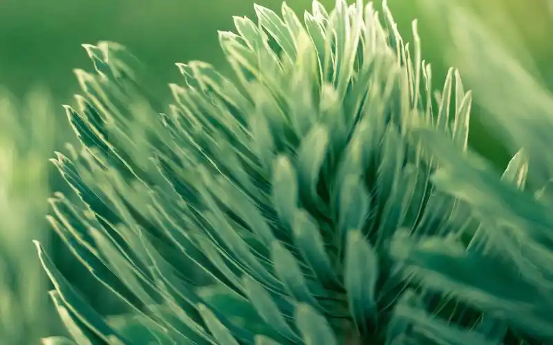 意境唯美清新花卉