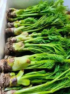 刺嫩芽野生包邮新鲜