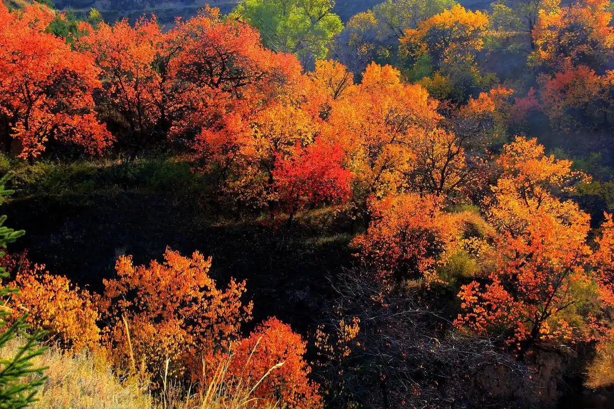 秋天的童话世界,赏红叶的最佳去处 固原,这座位于中国宁夏回族自治区
