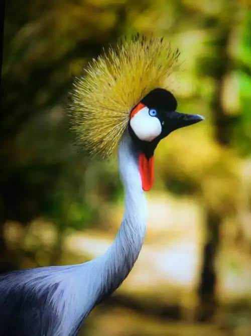 最美的动物世界