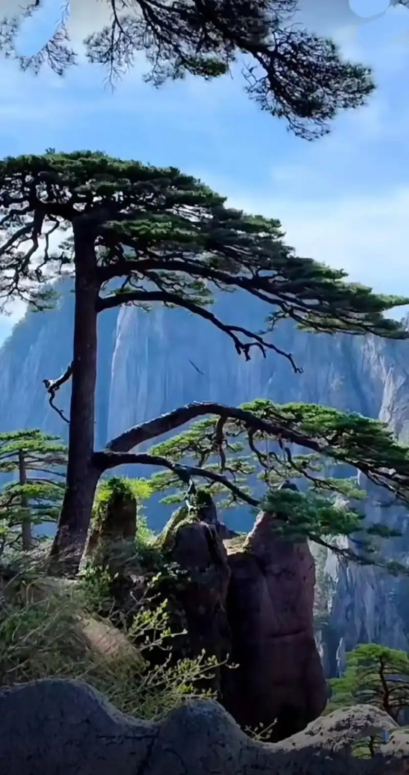 图文热点来了 松是秀山不老客,客为文岳常青松!黄山奇松怪石 - 抖音