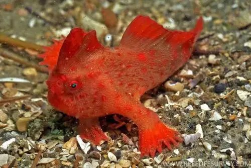 迷之岛的躄鱼比我们想象的还要少