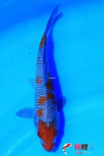 我一直yy的落叶锦鲤哎