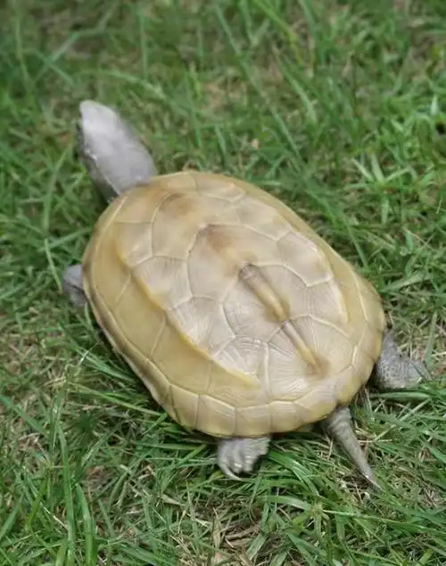 乌龟纯种白化中华草龟活体招财观赏宠物龟金线草龟长寿变异龟 靓白色