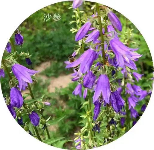 沙参 多年生草本植物,根胡萝卜状,不分枝,高可达1米,植株直立而不分枝