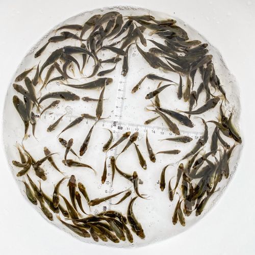 鱼苗优质鲤鱼鲫鱼花鲢红鲤淡水活体养殖饲料鱼