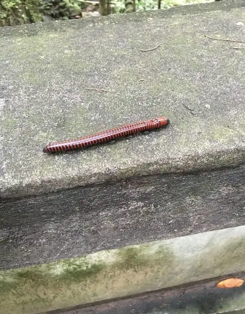 山蛩虫的功效与作用,山蛩虫多少钱一克