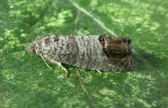 飞蛾的种类及图片大全 - 农业图鉴 - 黔农网
