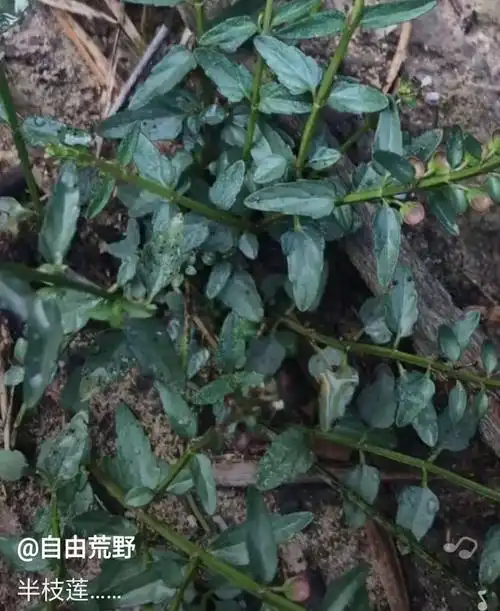 半枝莲:具有抗癌作用,用半枝莲,龙鳞草,白花蛇舌草是治肝癌的良药