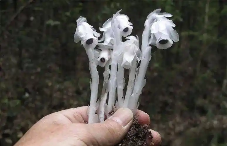 深山遇上罕有的幽冥之花不能移栽它唯有猛拍它