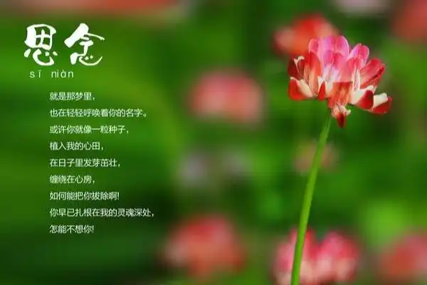 思念已故亲人的句子有哪些