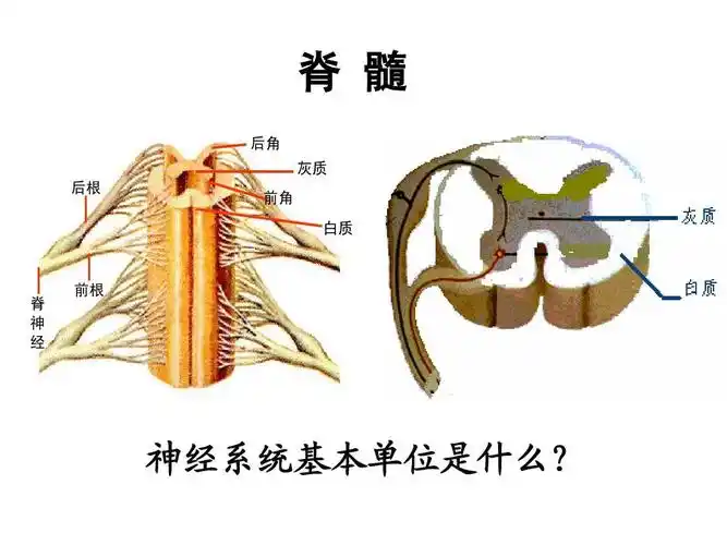 脊 髓 后角 灰质 后根 前角 白质 脊 神 经 前根 神经系统基本单位是