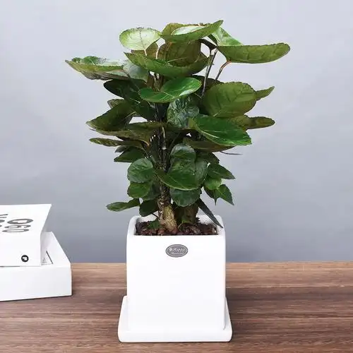 圆叶福禄桐金钱兜盆栽办公室内盆景钱多多摇钱树绿植净化空气植物--爱