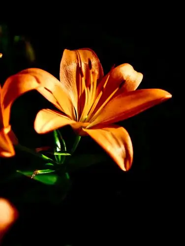 到梅园去看百合花