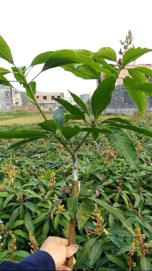 芒果苗有卖易种植养活价格实惠