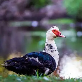 农村自家放养番鸭 家养鸭 放养红脸鸭子土番鸭 现杀鸭肉 顺丰包邮