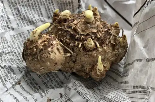 球根,根块植物(彩色马蹄莲,郁金香)的种植经