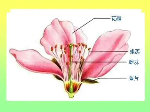 春暖花开,春意盎然!