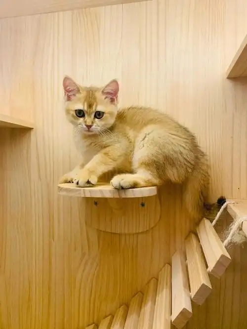 前面几张图是刚到家没多久,脸又尖又瘦,跟橘猫没啥区别,过了尴尬期