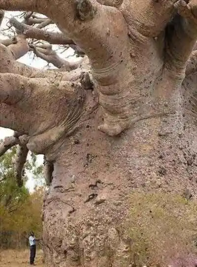 世界上最古老的植物,地中海海草寿命超过10万年 - 未解之谜网