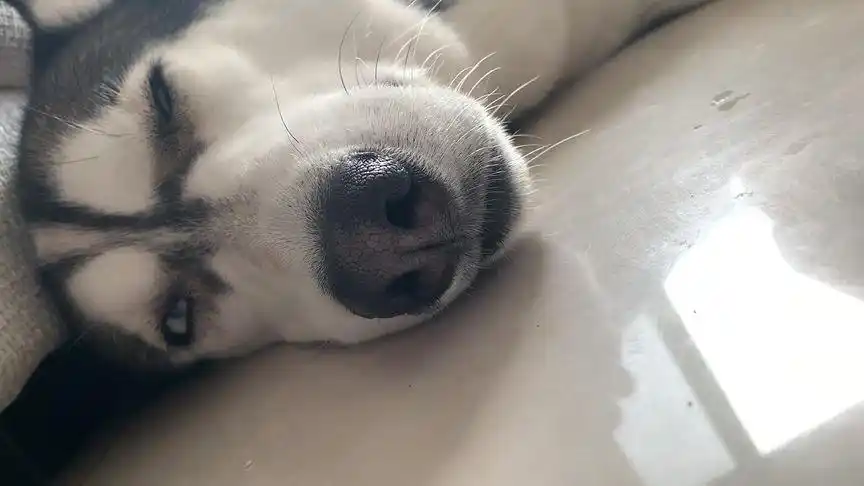 哈士奇困到睁不开眼睛