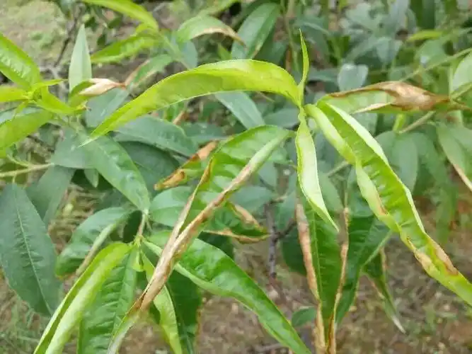 桃树叶子边缘变黄变焦,然后脱落